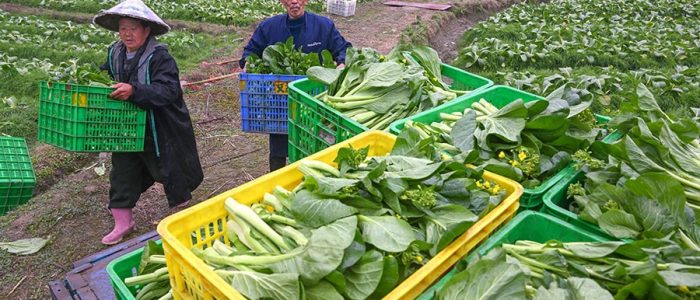 Dapatkan Sayur Segar Berkualiti dengan Perdagangan Shunshunlai – Pilihan Terbaik untuk Pasar!